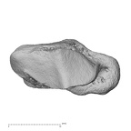 NH MER35 86 Pan troglodytes troglodytes trapezium left proximal