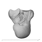 NH ZEN7 24 Pan troglodytes troglodytes capitate right proximo-radial