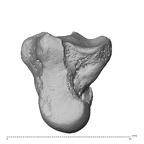 NH ZEN7 24 Pan troglodytes troglodytes capitate right ulnar
