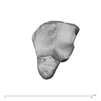 NH ZEN7 24 Pan troglodytes troglodytes hamate right distal