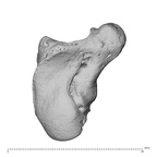 NH ZEN7 24 Pan troglodytes troglodytes hamate right ulnar