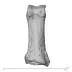 hand phalanx first proximal right