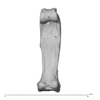 hand phalanx fourth proximal right
