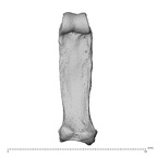 hand phalanx second proximal right