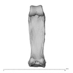 hand phalanx third proximal right