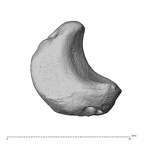 NH ZEN7 24 Pan troglodytes troglodytes lunate right disto-ulnar