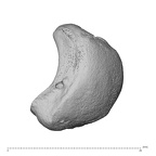 NH ZEN7 24 Pan troglodytes troglodytes lunate right proximo-radial