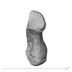 pisiform right