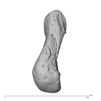 NH ZEN7 24 Pan troglodytes troglodytes pisiform right ulnar