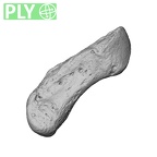NH ZEN7 24 Pan troglodytes troglodytes pisiform right ply