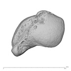 NH ZEN7 24 Pan troglodytes troglodytes scaphoid proximal