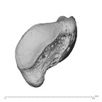 NH ZEN7 24 Pan troglodytes troglodytes scaphoid right disto-radial