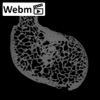 NH ZEN7 24 Pan troglodytes troglodytes scaphoid right ct stack movie