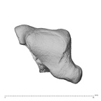 NH ZEN7 24 Pan troglodytes troglodytes trapezium right distal
