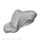 NH ZEN7 24 Pan troglodytes troglodytes trapezium right proximal