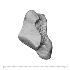 NH ZEN7 24 Pan troglodytes troglodytes trapezium right ulnar