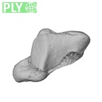 NH ZEN7 24 Pan troglodytes troglodytes trapezium right ply