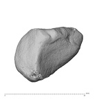 NH ZEN7 24 Pan troglodytes troglodytes triquetrum right distal