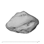 NH ZEN7 24 Pan troglodytes troglodytes triquetrum right ulnar