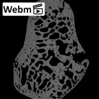 NH ZEN7 24 Pan troglodytes troglodytes triquetrum right ct stack movie