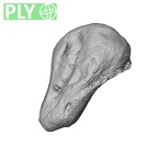 NH ZEN7 24 Pan troglodytes troglodytes triquetrum right ply