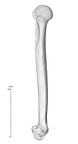 NH MER33 719 pan troglodytes humerus right medial