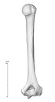 NH MER33 719 pan troglodytes humerus right posterior
