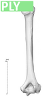 NH MER33 719 pan troglodytes humerus right ply