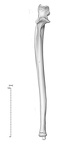 NH MER33 719 pan troglodytes ulna right anterior