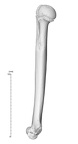 NH MER35 145 pan troglodytes humerus right medial