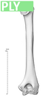 NH MER35 145 pan troglodytes humerus right ply