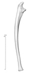 NH MER35 145 pan troglodytes ulna right lateral