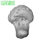 NH MER35 145 Pan troglodytes schweinfurthii ulna right distal epiphysis ply