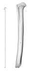 NH MER35 152 pan troglodytes humerus right medial