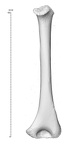 NH MER35 152 pan troglodytes humerus right posterior