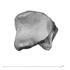 NH CAM2 160 Papio anubis hamate right distal