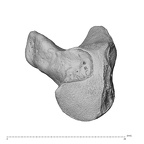 NH CAM2 160 Papio anubis hamate right radial