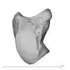NH CAM2 160 Papio anubis hamate right ulnar