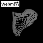 NH CAM2 160 Papio anubis hamate right ct stack movie