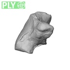 NH CAM2 160 Papio anubis hamate right ply
