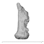 hand phalanx first proximal right