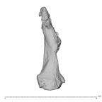 hand phalanx fourth proximal right
