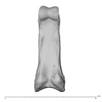 hand phalanx third proximal right