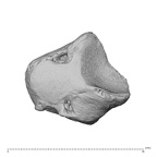 NH CAM2 160 Papio anubis lunate right disto-ulnar