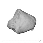 NH CAM2 160 Papio anubis lunate right proximo-radial
