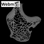 NH CAM2 160 Papio anubis lunate right ct stack movie