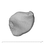 NH CAM2 160 Papio anubis os centrale right distal