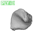 NH CAM2 160 Papio anubis os centrale right ply