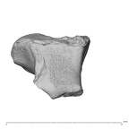 NH CAM2 160 Papio anubis trapezoid right distal