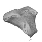 NH CAM2 160 Papio anubis trapezoid right proximal